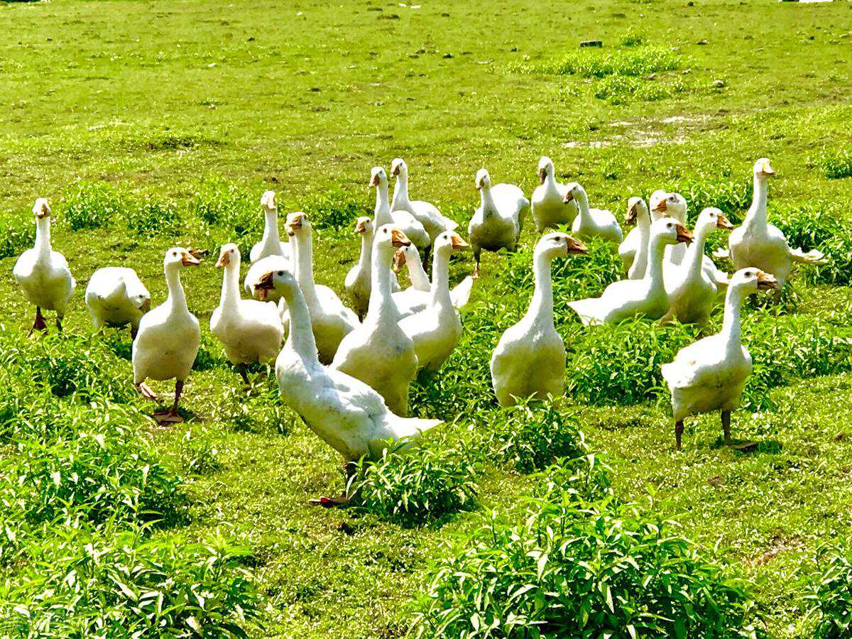 三明各地春节特色民俗活动盘点，年味十足